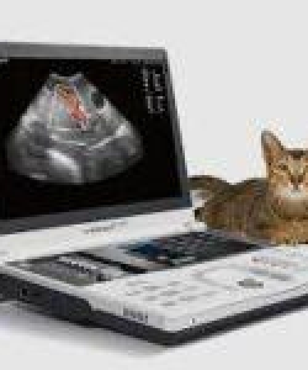 Veterinary ultrasound machines for sale